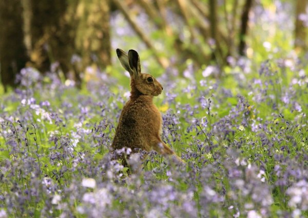 Заяц на лугу