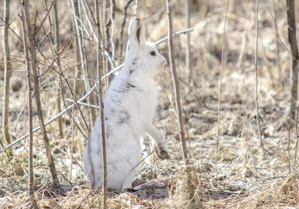 Заяц Беляк линяет