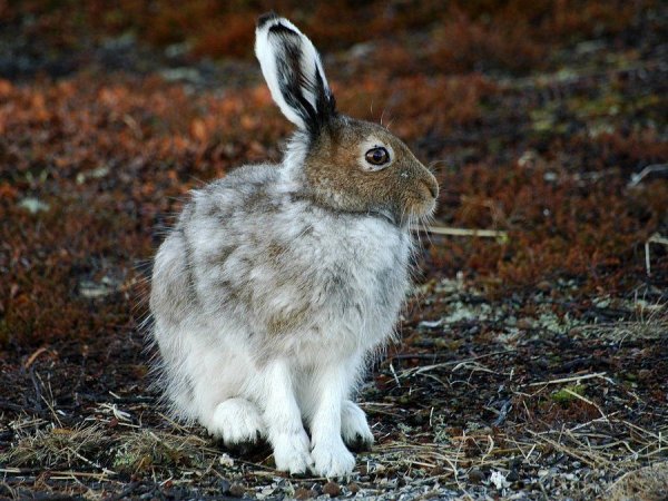 Заяц Беляк линяет