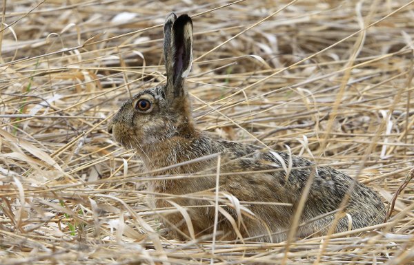 Заяц Русак линька
