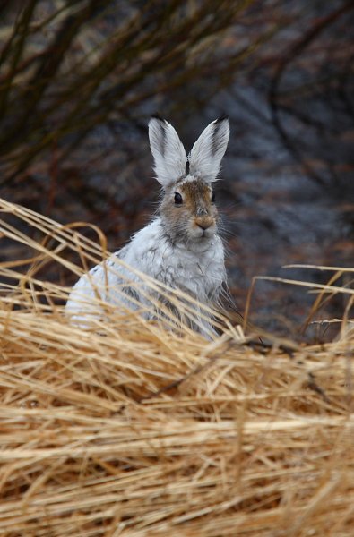 Заяц осенью