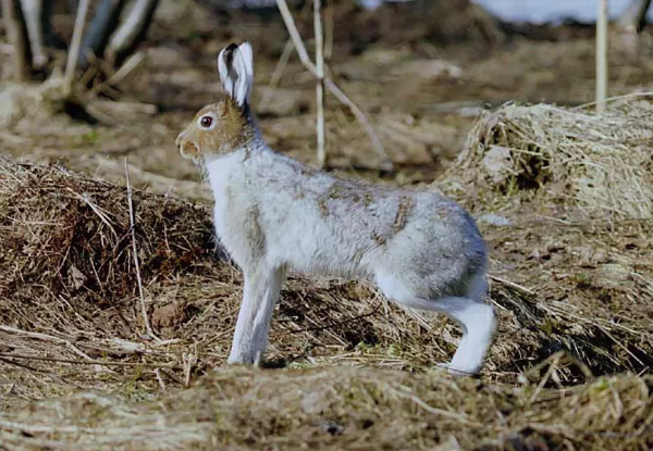 Заяц Беляк весной