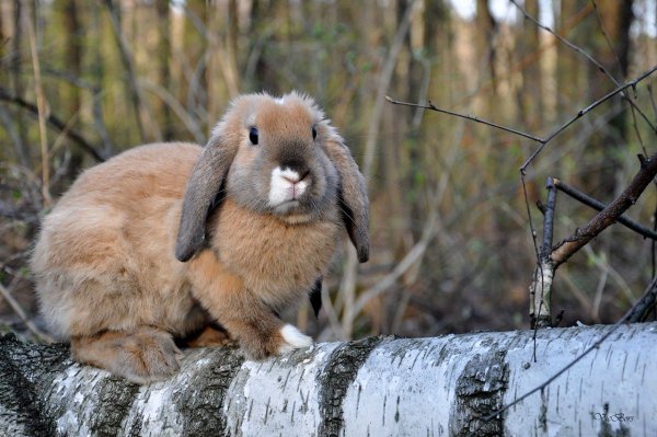 Зайчик весной