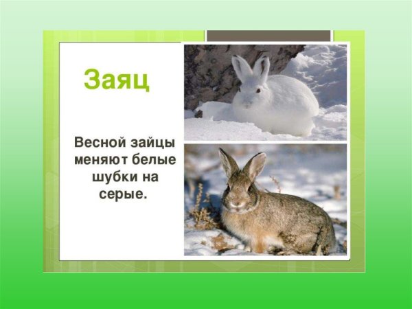 Заяц белый заяц серый