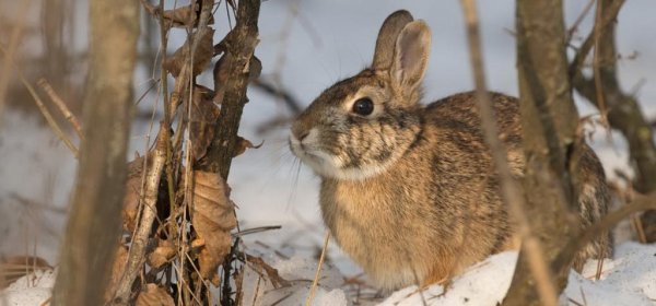 Заяц обгладывает кору