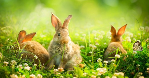 Заяц Русак с зайчатами