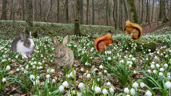 Заяц в природе