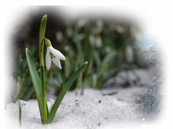 Расцвел Подснежник
