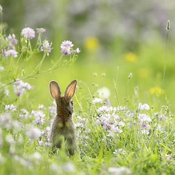 Заяц Русак в лесу