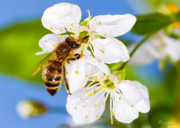 Весна пчелы