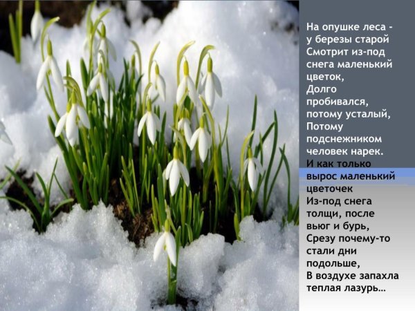 Подснежник на проталинке