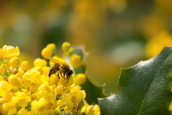 Пыльца зеленая Весна