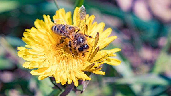 Одуванчик лекарственный с пчелой
