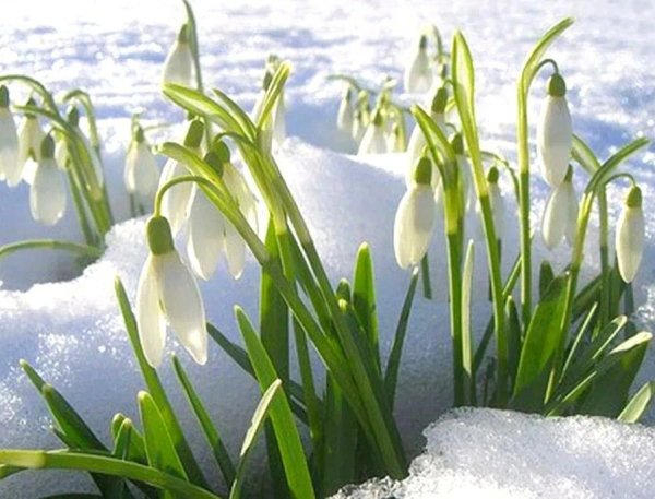 Подснежники для мамы