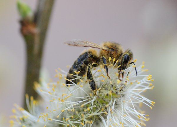 Насекомые весной