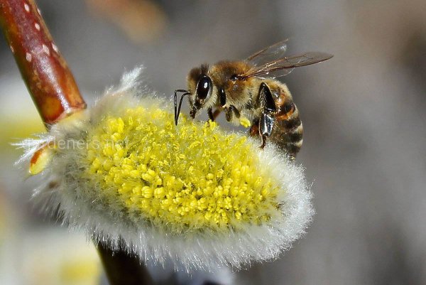 Пчелка весной