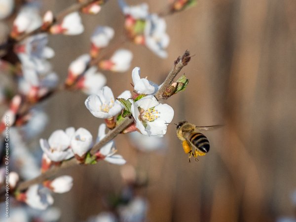 Пчелы весной