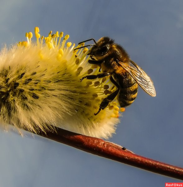 Пчела на иве