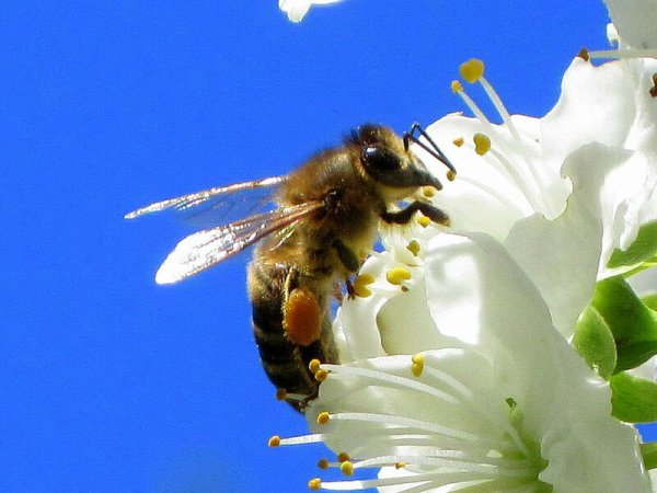 Пчела опыляет цветок