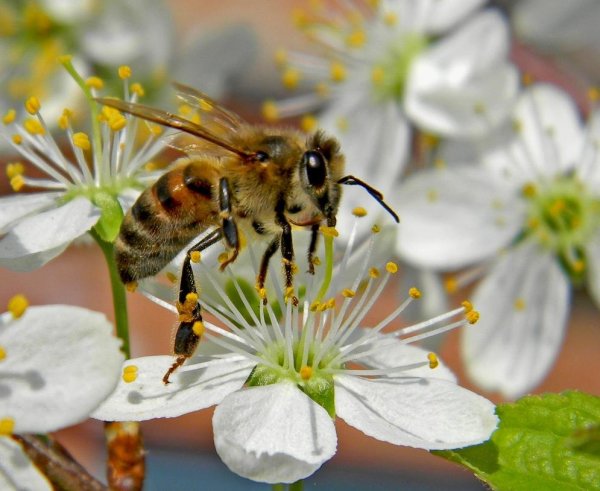 Просыпаются насекомые