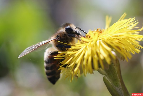 Весна первая пчела