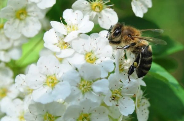 Пчела на цветущей яблоне
