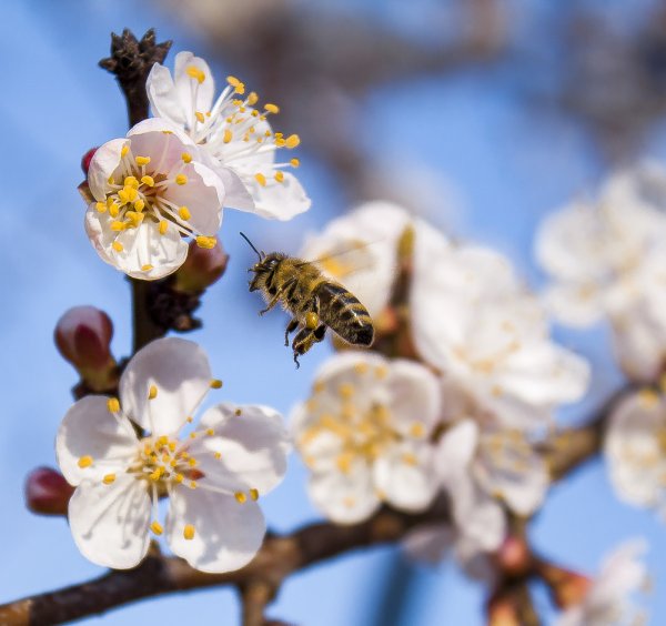 Пчела на весеннем цветке