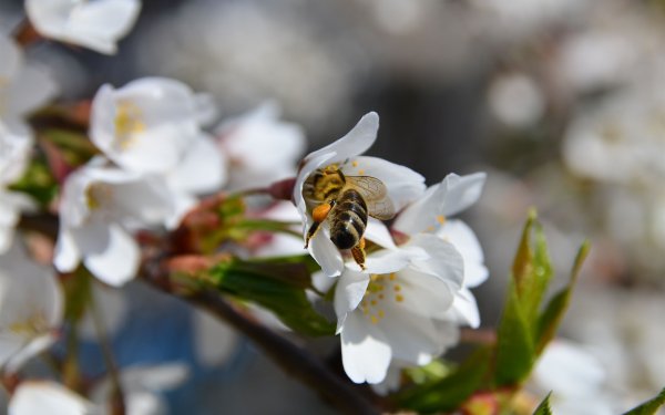 Магнолия опыление