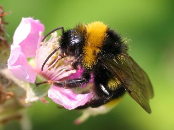 Насекомые весной