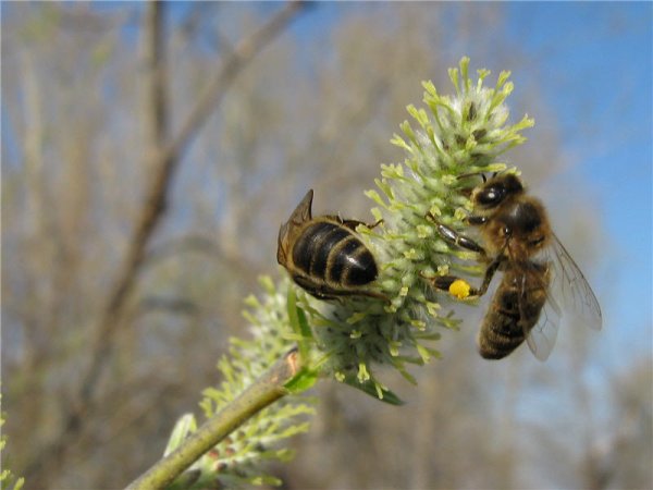 Пчелы весной