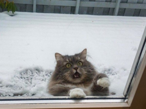 Котик мерзнет