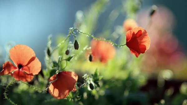 Природа цветы