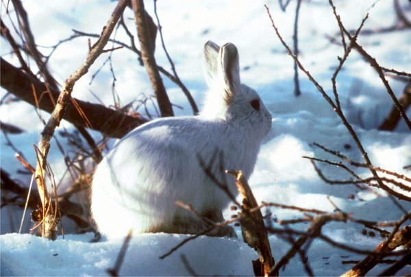 Заяц-Беляк Lepus timidus