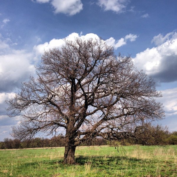 Вяз Сибирский дерево