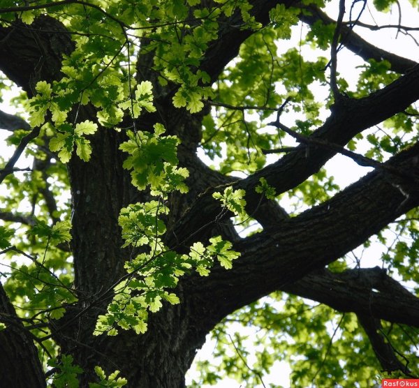 Дуб дерево цветет
