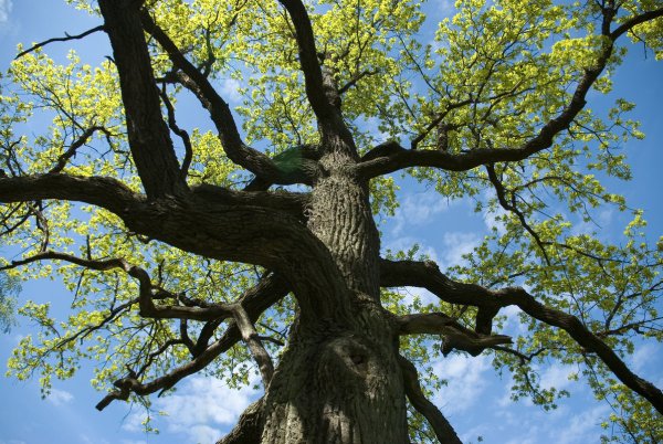 Дуб цветет