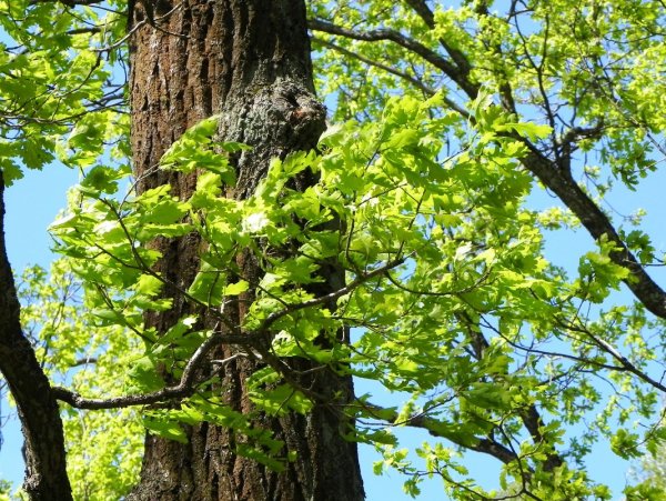 Весенний дуб