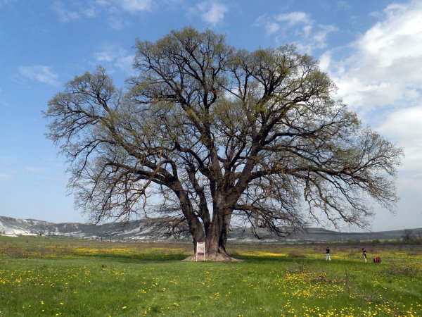 Дуб Джурупа