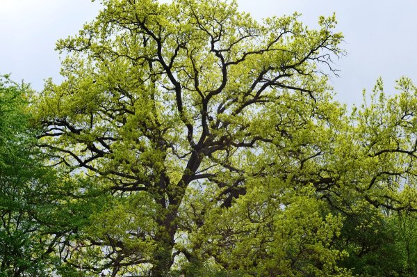 Дуб черешчатый весной