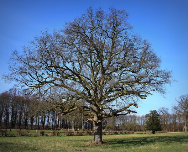 Дуб парк Фредвилл, Нонингтон, Великобритания