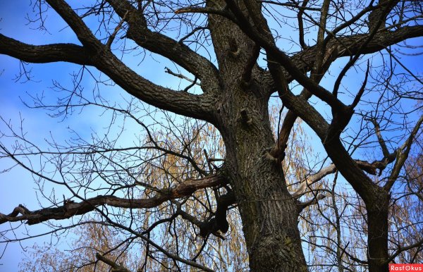 Дуб весной