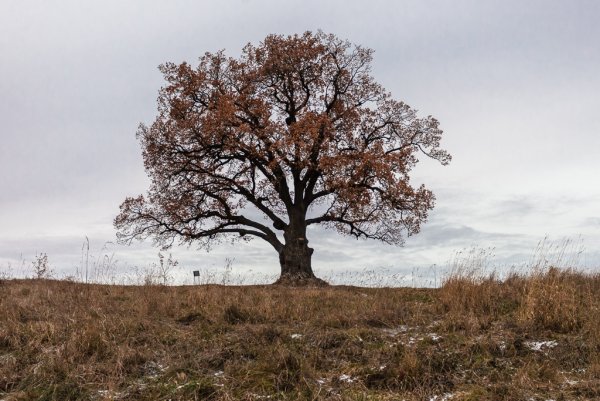 Дуб черешчатый зимой