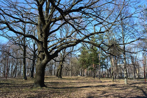 Дуб дерево весной