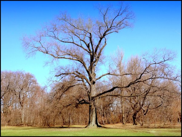 Дубы в весеннем лесу