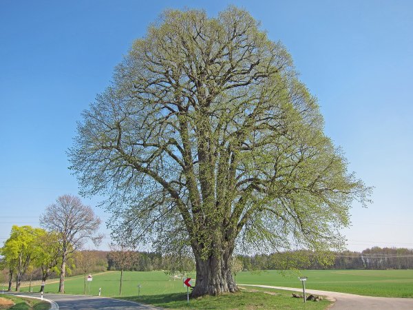 Дуб Кайзера