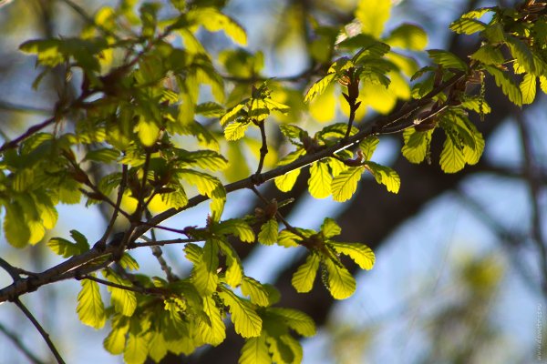 Весенний дуб