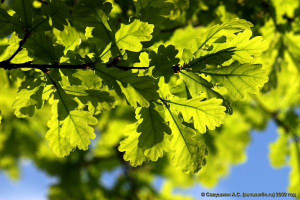 Листья дуба весной