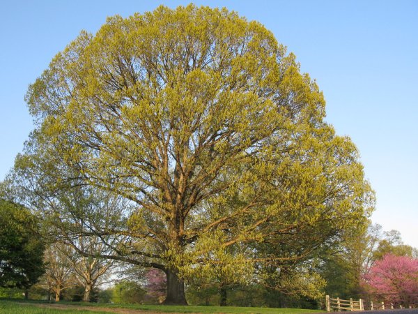Quercus Alba