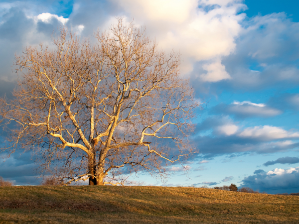 Голое дерево