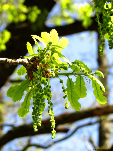 Quercus Robur цветение